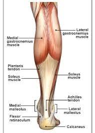 It is the conjoined tendon of the gastrocnemius and the soleus muscles, and may have a small contribution from the plantaris. Should I Have Surgery For An Achilles Tendon Rupture Body Anatomy Human Body Anatomy Leg Anatomy