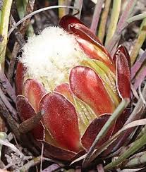 Image result for Protea welwitschii × angolensis