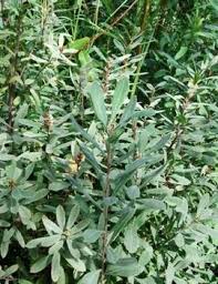 Image result for Myrica pilulifera