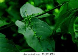 Image result for Vangueria esculenta