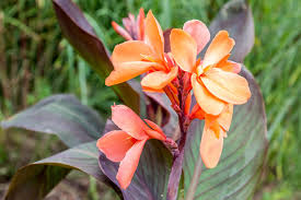 How to grow canna lilies. Canna Lily Plant Care Growing Guide