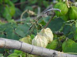 Image result for Cardiospermum grandiflorum