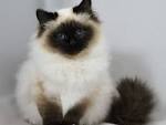 Birman Kittens For Sale