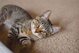 If your kitty is scratching persistently, you should do a spot there are many ways of treating your cat for fleas, orally or in pipettes with topical treatments. How Do Indoor Cats Get Fleas