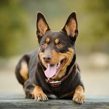 Maybe you would like to learn more about one of these? 260 Australian Kelpies Ideas In 2021 Australian Kelpie Working Dogs Dogs