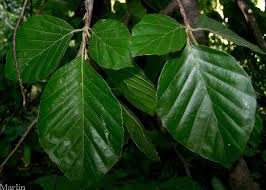 It will take a long time for the weeping beech to recover from that. Weeping European Beech Fagus Sylvatica Var Pendula North American Insects Spiders