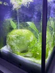 From Green 👉 Clean! #Aquarium #Fishtank #Algae #Algaefix #Clean #Alga... |  Tiktok