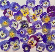 Pressed Pansies Mixed Sold By Cornflowerstudioart For Etsy Scrapbookinglayoutideas Mixedmediasupplies Ca Pressed Flower Crafts Pressed Flowers Flower Crafts