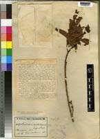 Image result for Combretum xanthothyrsum