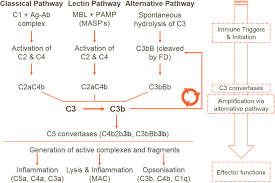 Image result for Complement Pathway