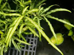 Image result for Pteris burtonii