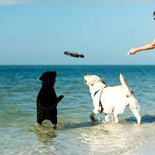 Pet Friendly Beaches Dog Friendly Beach Pet Friendly Beach Dog Friends