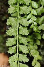 Image result for sleziník Asplenium