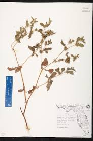 Image result for Acanthospermum