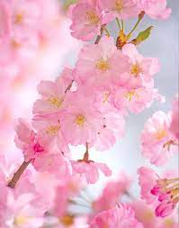Branch Brook Park Cherry Blossom Festival 2020 Splurgefrugal Com Cherry Blossom Wallpaper Cherry Blossom Cherry Blossom Festival
