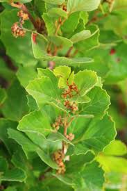 Image result for Rhoicissus revoilii