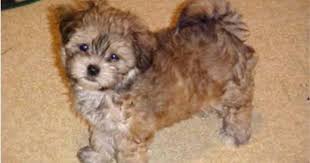 Shih Tzu Poodle Mix Black And Brown Pin By Karen Crittenden On Animal Photos Shih Poo Shih Tzu Poodle Shih Tzu Poodle Mix