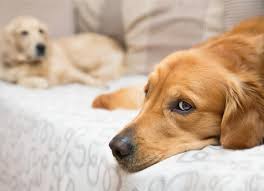 Fireworks shows, for example, are extremely stressful for dogs. Melatonin For Dogs Is It Safe Petmd