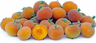 Image result for Dovyalis sp. A