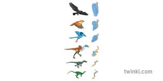 bird evolution chart skeleton animal science secondary