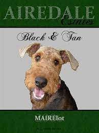 Airedale Terrier Rescue Adoption Black Tan Mairelot Terrier Rescue Airedale Terrier Black And Tan