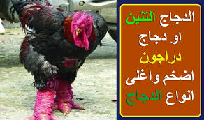 الدجاج التنين او دجاج دراجون اضخم واغلى انواع الدجاج الدجاج التنين او دجاج دراجون اضخم واغلى انواع الدجاج Animals Rooster