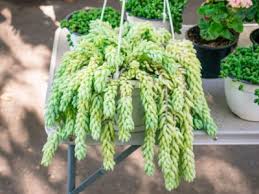 Adding product to your cart. Burro S Tail Houseplant Growing And Caring For A Burro S Tail Cactus