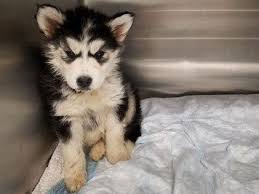 Please don't support puppy mills/unethical breeders Husky Puppies Rescued From Car On Hanover Street Bridge Baltimore Md Patch