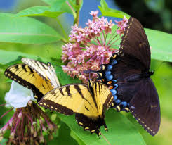 Blue Ridge Parkway Guide Asheville Nc Blue Ridge Parkway Blue Ridge Fall Foliage