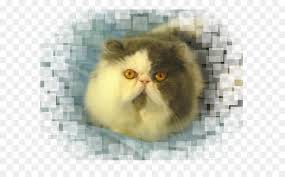 Kemuning cattery kucing persia eksotis exotic shorthair via kemuningcattery.blogspot.com. Kucing Persia Kumis Eksotis Shorthair Gambar Png