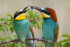 Mating Ritual Of European Bee Eater By Konstantin Slobodchuk In 2020 Bee Eater Bird Breeds Tropical Africa