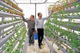 Craft In Media The Hindu Hydroponics Aquaponics Training In Mumbai India Hydroponicsstartbybeginners how to start hydroponics by beginners for practical training on hydroponics and specialised crop.