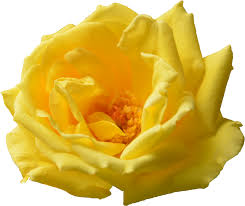 Check spelling or type a new query. 6 Yellow Rose Png Transparent Onlygfx Com