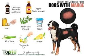 The veterinarian will examine the puppy physically for signs of infection, birth defects or other problems. What Are The Signs Of Fading Puppy Syndrome Dogvills Trending