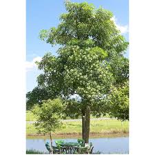 Image result for Alstonia