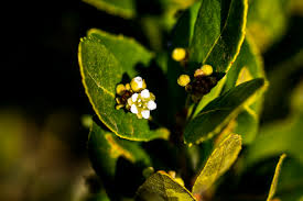 Image result for Gerrardina