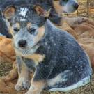 Blue Heelers for Sale in Jacksonville, Florida Classified ...