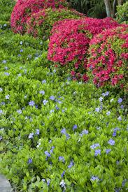 Image result for Vinca minor