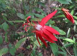 Image result for Passiflora vitifolia