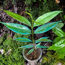 Image result for Ardisia