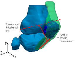 We think this is the most useful anatomy picture that you need. The Patellar Tendon Moment Arm Was The Shortest Distance Between The Download Scientific Diagram