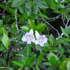 Image result for Bignonia callistegioides
