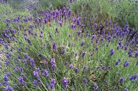 Lavendel Im Garten Pflanzen Schneiden Und Uberwintern