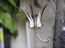 Image result for Ceropegia mirabilis