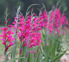 Image result for Gladiolus gregarius