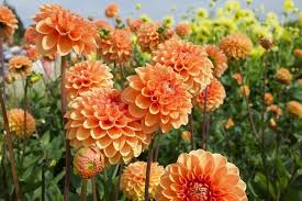 Best flowers for 10th anniversary. Everything You Need To Know About Anniversary Flowers Petal Republic