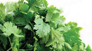 (the one exception is to avoid using this herb during a dog's pregnancy, as parsley stimulates the uterus.) i think most people actually know that parsley can freshen a dog's breath. Can Dogs Eat Cilantro Barking Royalty