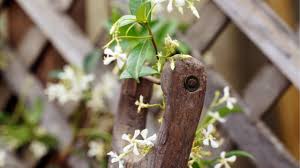 Climbing plants with flowers australia. Best Climbing Plants Burke S Backyard