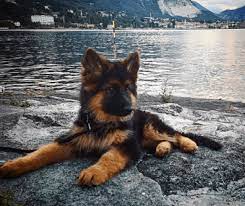 They are pretty much like any other german shepherd dog especially when it comes to their general physical features, health, and personality. Your Inside Scoop To The Remarkable Long Haired German Shepherd Animalso