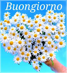 Pin Di Omar Saksing Su Buongiorno Nel 2020 Fiori Buongiorno Fiori Fiori Primaverili